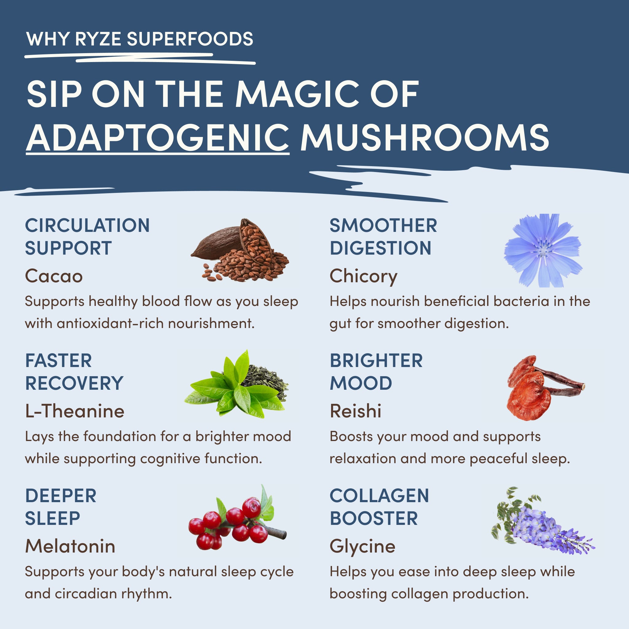 Mushroom Hot Cocoa (20 servings) - 图片 4